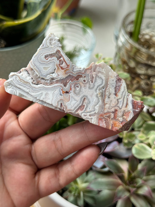 Mexican Crazy Lace *Half-Polished*